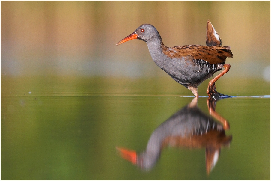 Chřástal vodní ( Rallus aquaticus )