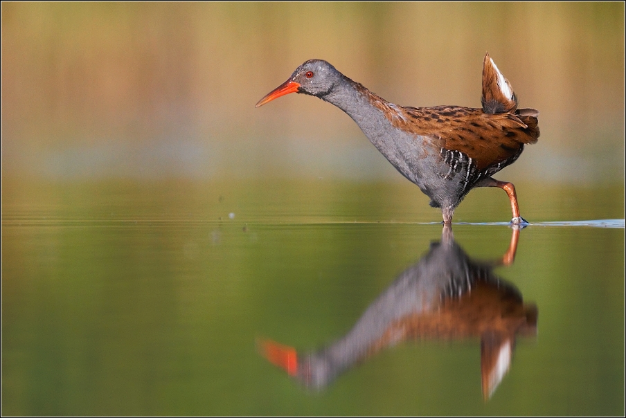 Chřástal vodní ( Rallus aquaticus )