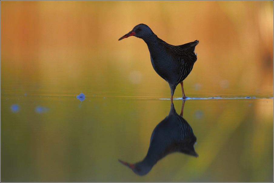 Chřástal vodní ( Rallus aquaticus )