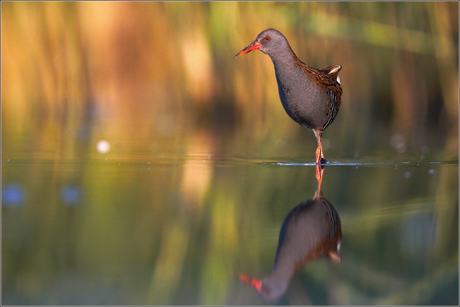 Chřástal vodní ( Rallus aquaticus )