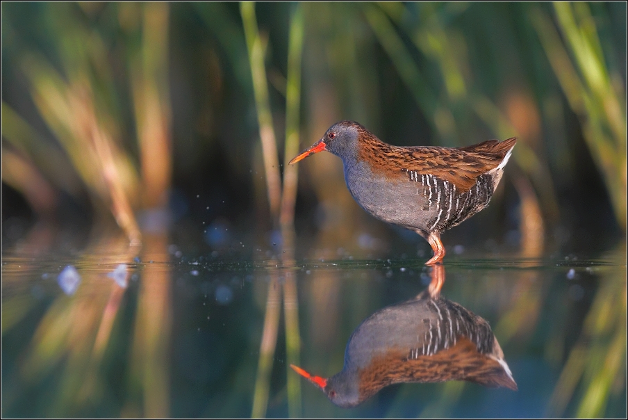 Chřástal vodní ( Rallus aquaticus )