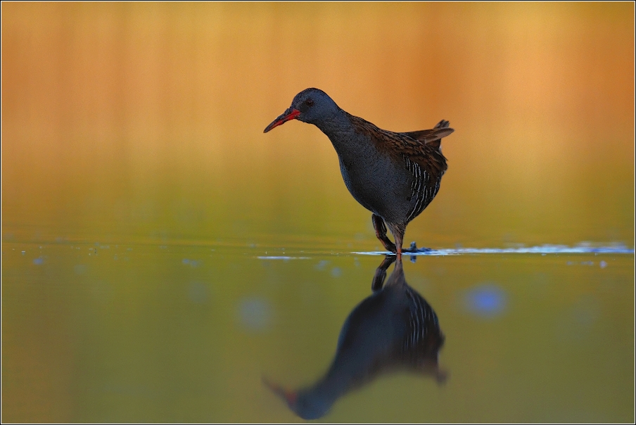 Chřástal vodní ( Rallus aquaticus )