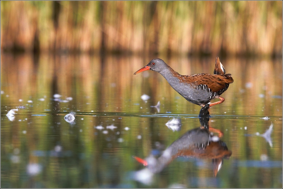 Chřástal vodní ( Rallus aquaticus )