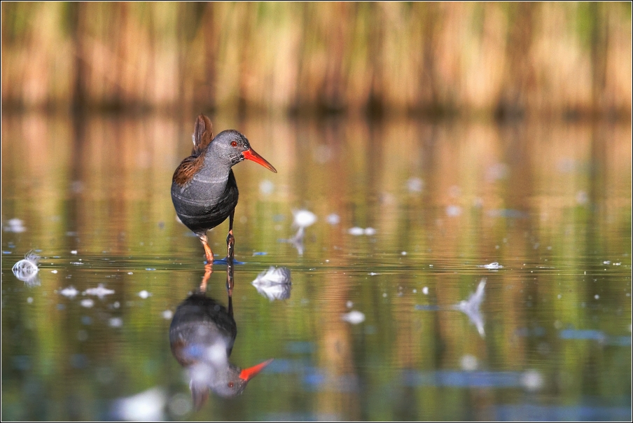 Chřástal vodní ( Rallus aquaticus )