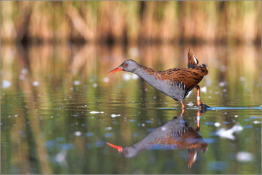 Chřástal vodní ( Rallus aquaticus )