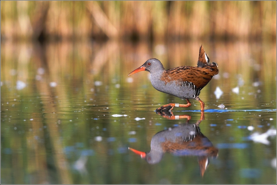 Chřástal vodní ( Rallus aquaticus )