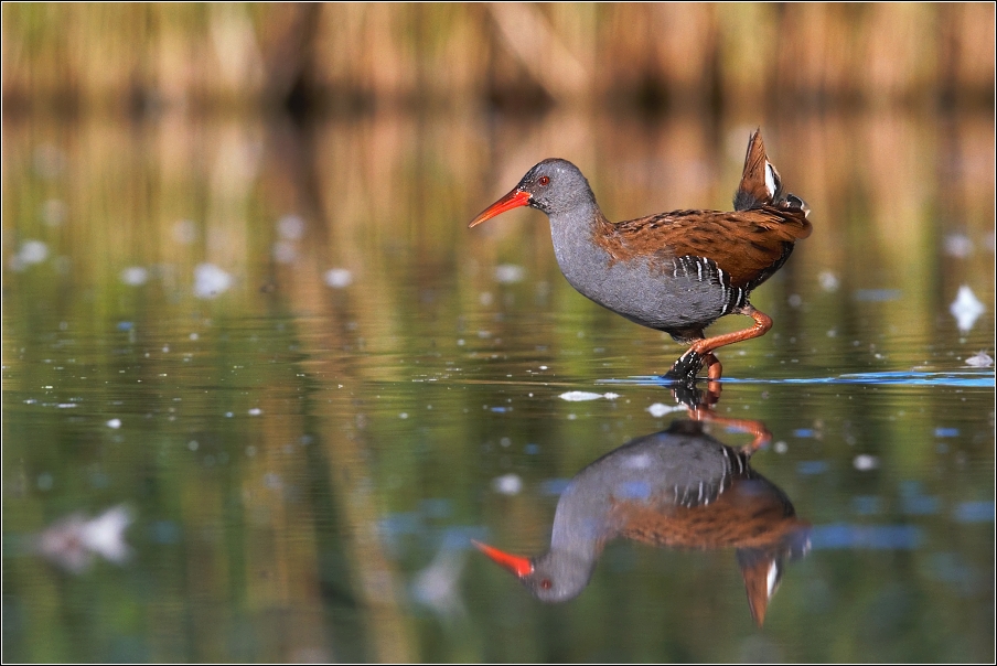 Chřástal vodní ( Rallus aquaticus )