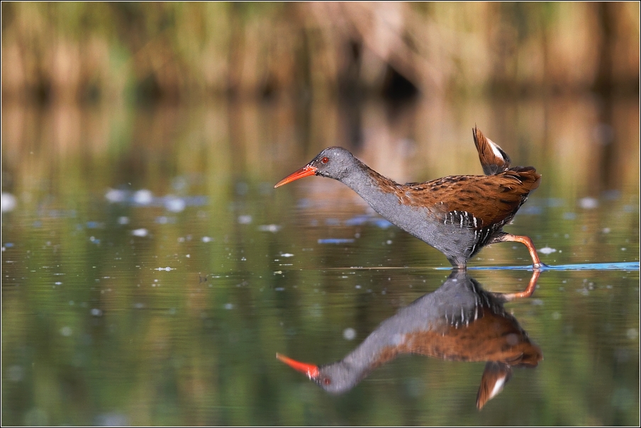 Chřástal vodní ( Rallus aquaticus )