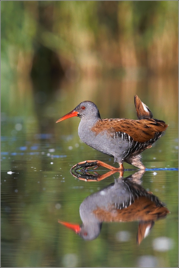 Chřástal vodní ( Rallus aquaticus )