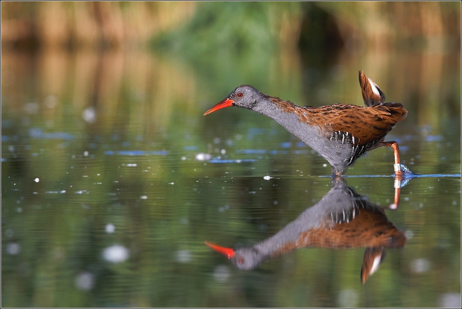 Chřástal vodní ( Rallus aquaticus )