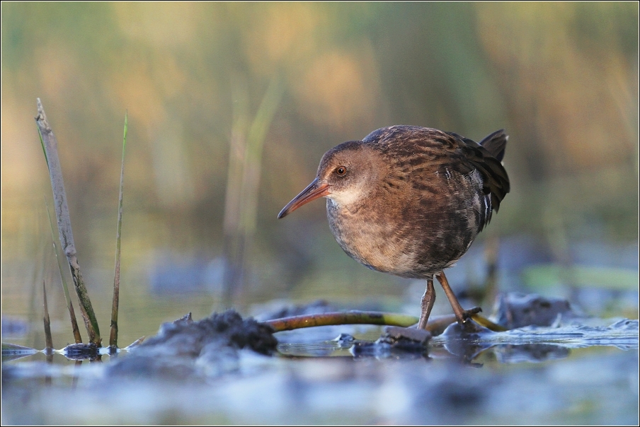 Chřástal vodní  ( Rallus aquaticus )