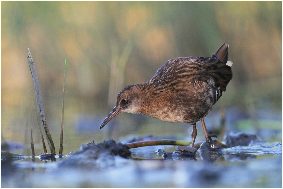 Chřástal vodní  ( Rallus aquaticus )