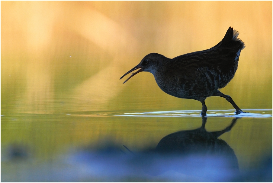 Chřástal vodní  ( Rallus aquaticus )