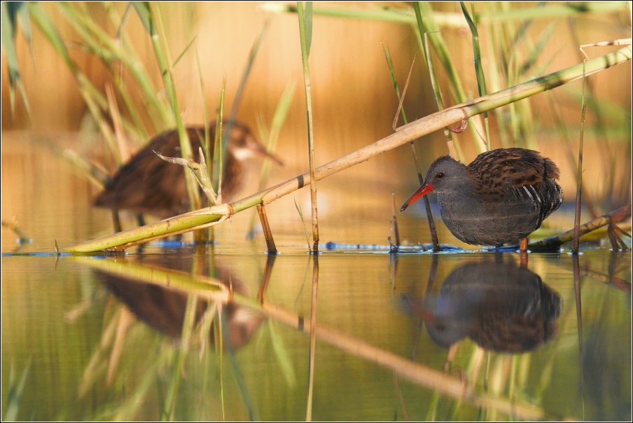 Chřástal vodní  ( Rallus aquaticus )