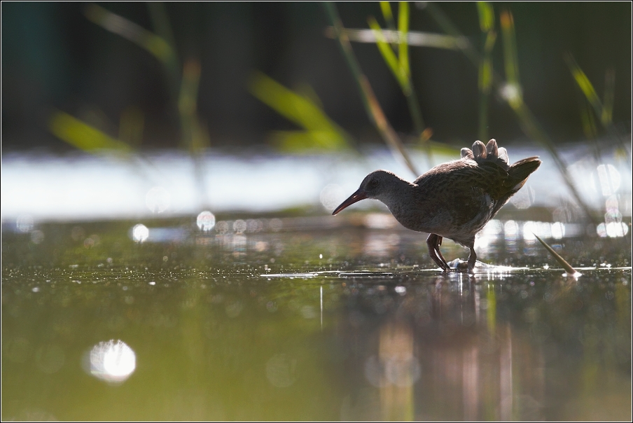 Chřástal vodní  ( Rallus aquaticus )