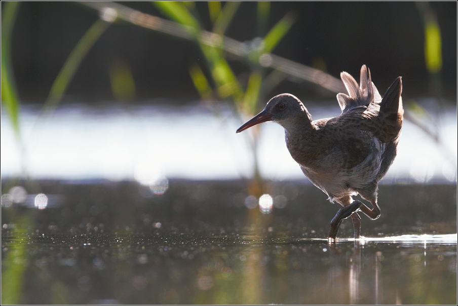 Chřástal vodní  ( Rallus aquaticus )