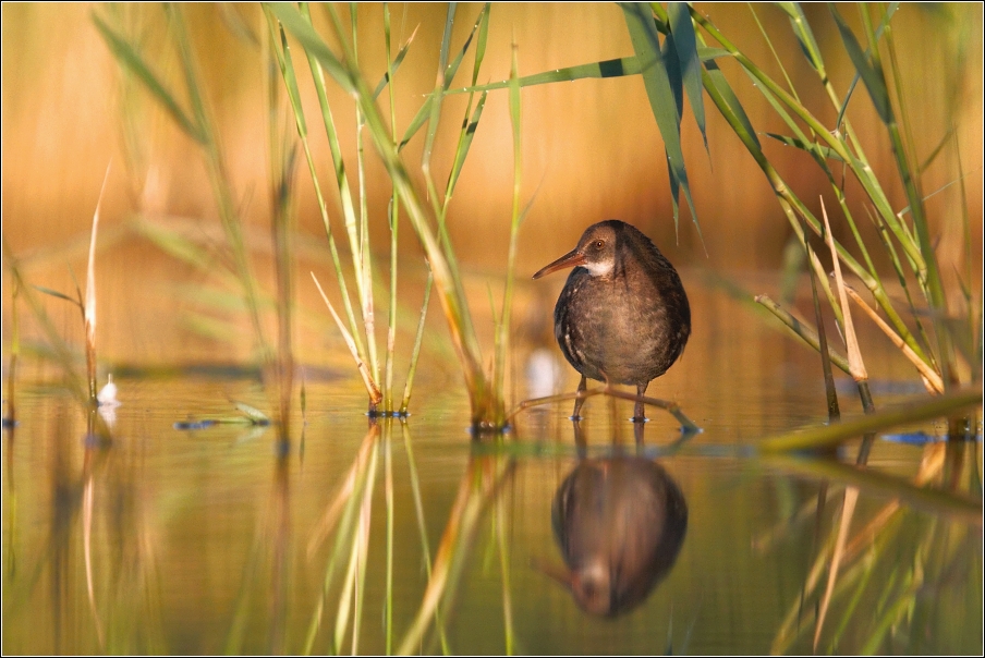 Chřástal vodní  ( Rallus aquaticus )