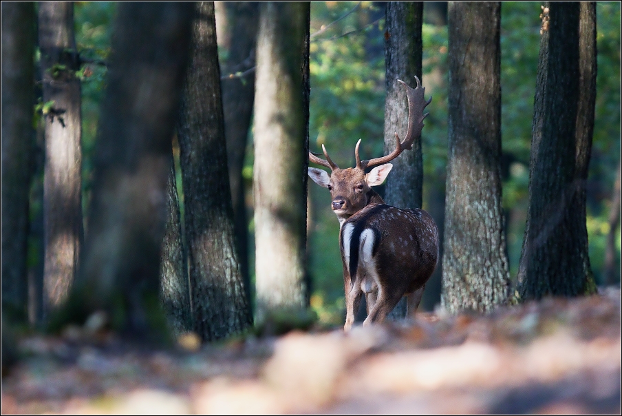 Daněk evropský  ( Cervus dama )