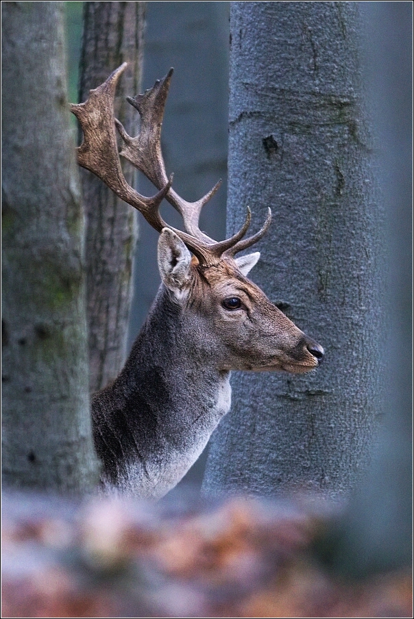 Daněk evropský  ( Cervus dama )