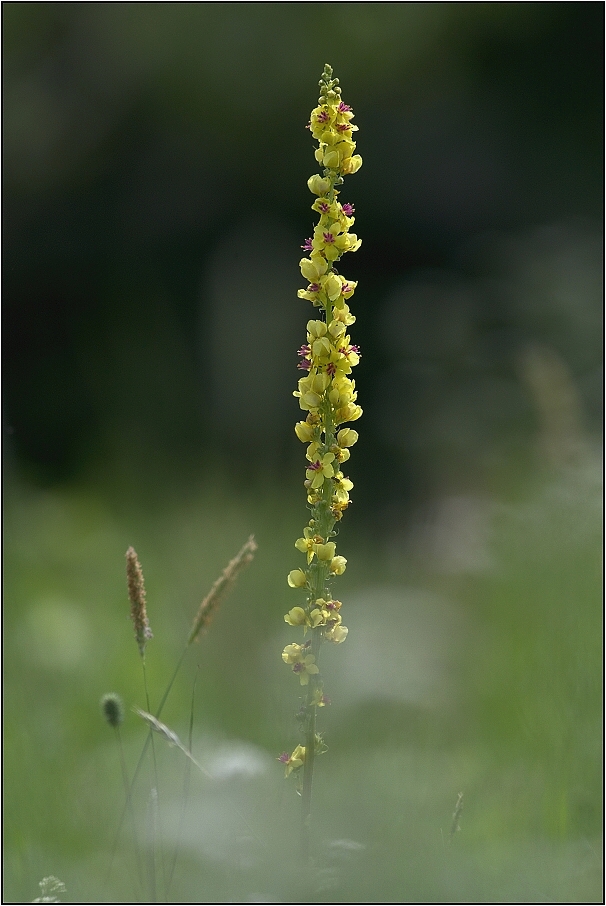 Divizna  černá  ( Verbascum nigrum )