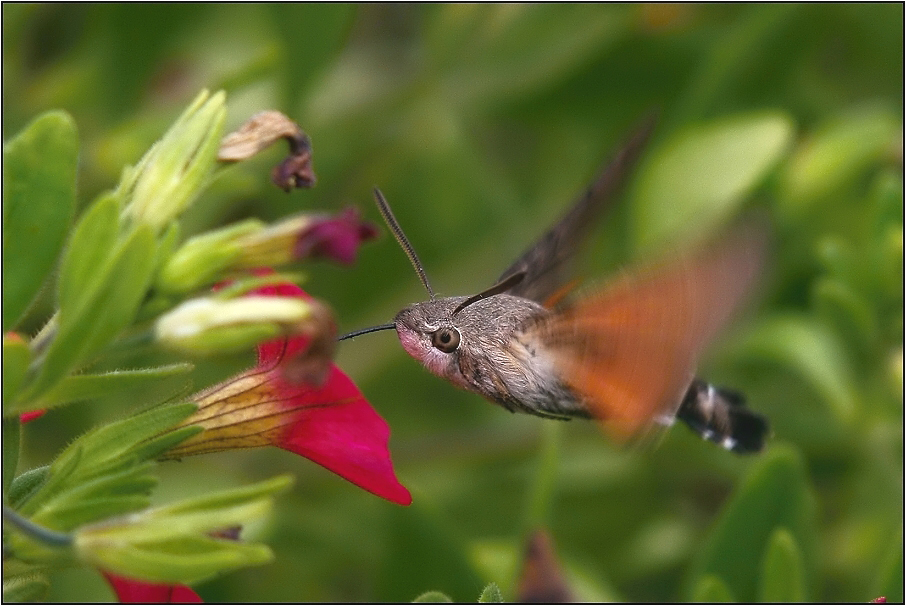 Dlouhozobka svízelová ( Macroglossum stellatarum )