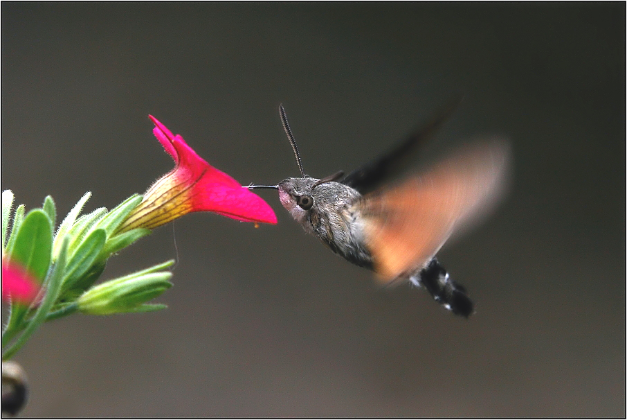 Dlouhozobka svízelová ( Macroglossum stellatarum )