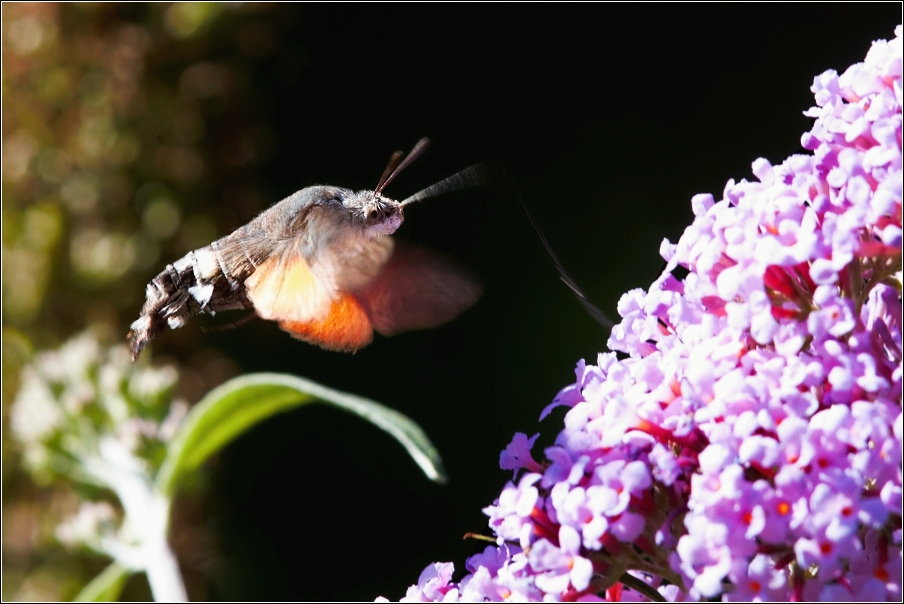 Dlouhozobka svízelová  ( Macroglossum stellatarum )