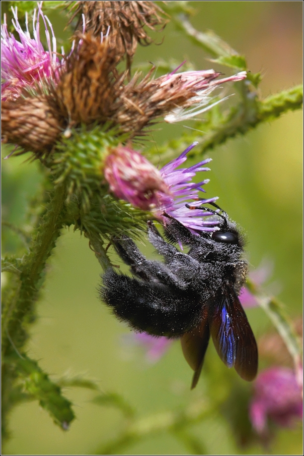 Dřevodělka fialová  ( Xylocopa violacela )