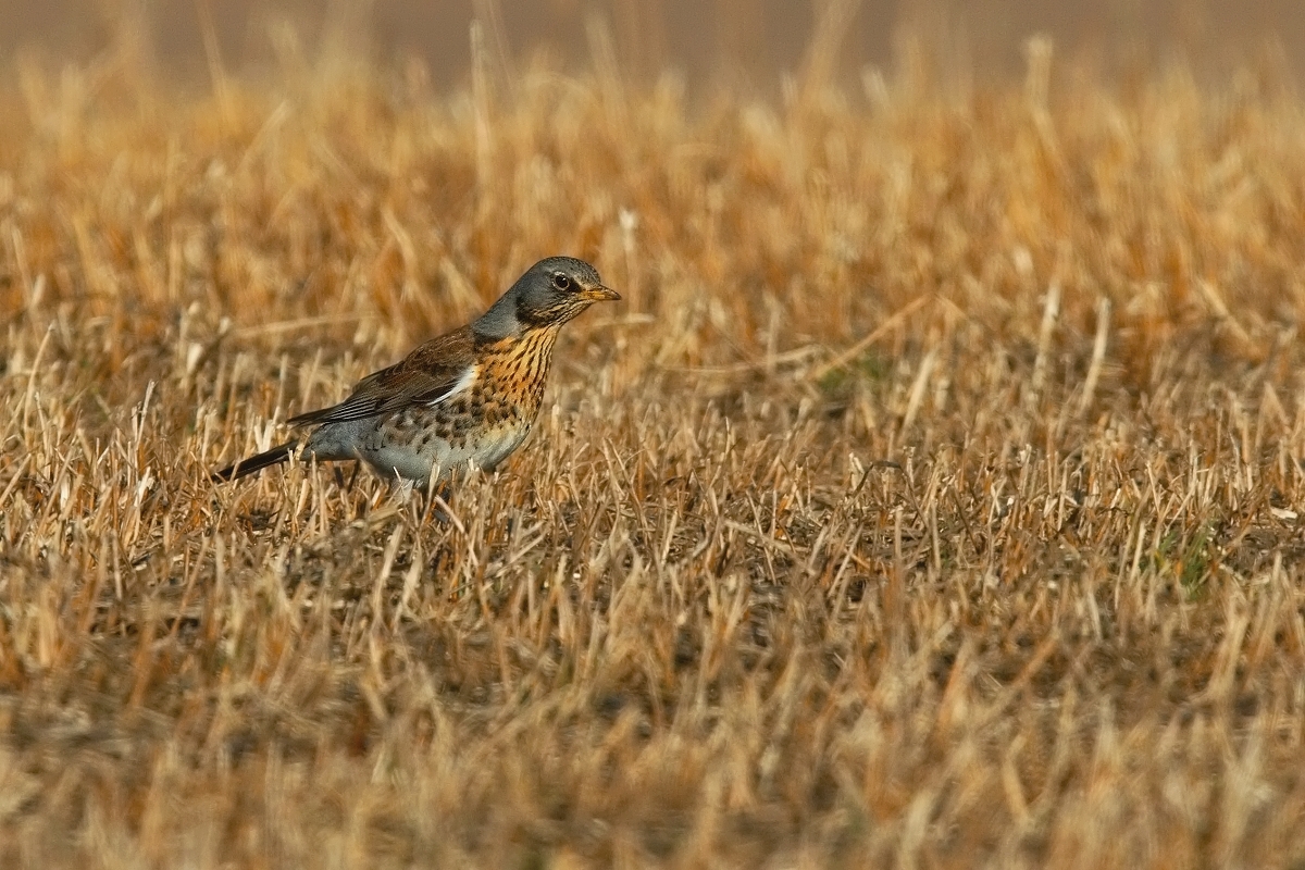 Drozd kvíčala  ( Turdus pilaris )