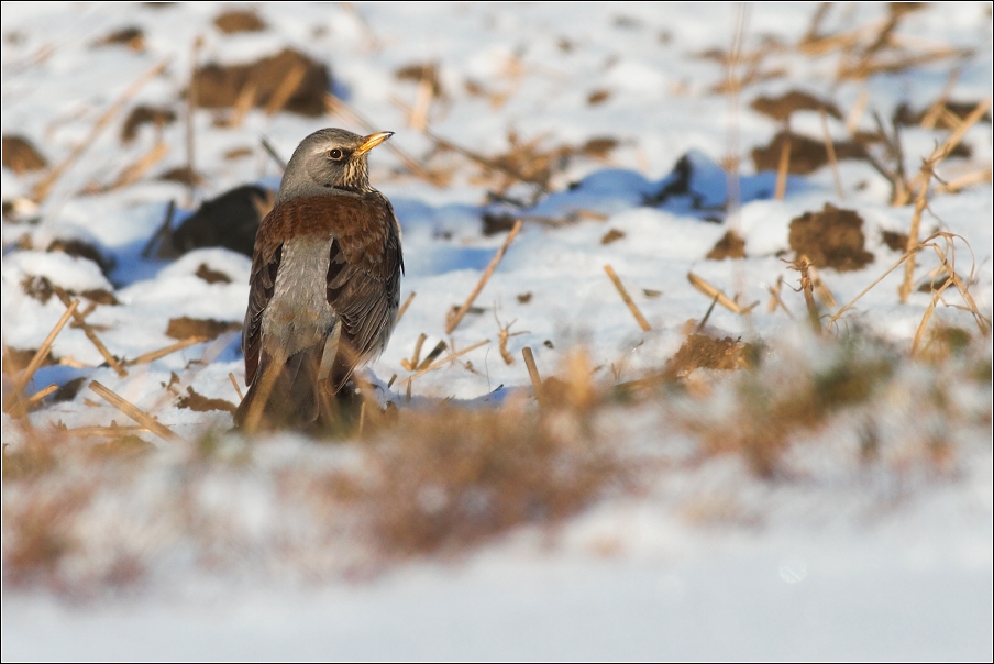 Drozd kvíčala  ( Turdus pilaris )