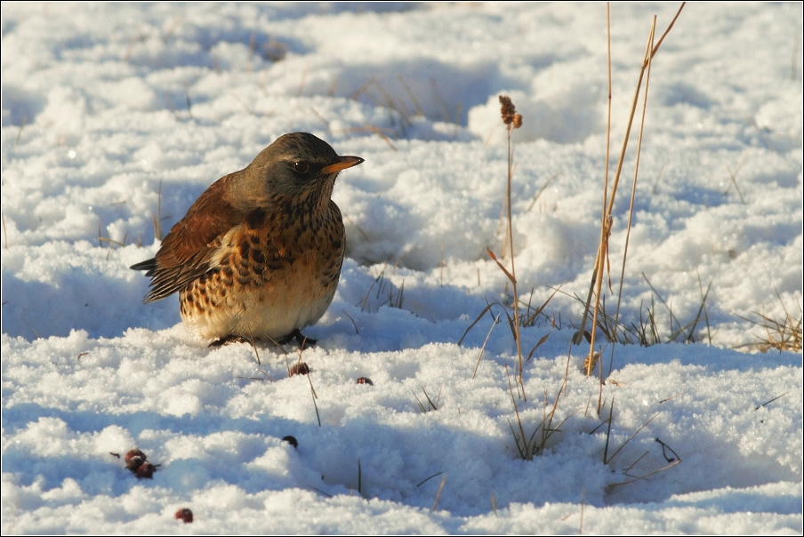 Drozd kvíčala  ( Turdus pilaris )