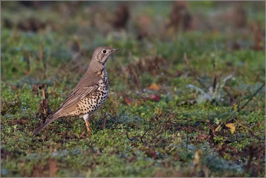 Drozd zpěvný  ( Turdus philomelos )