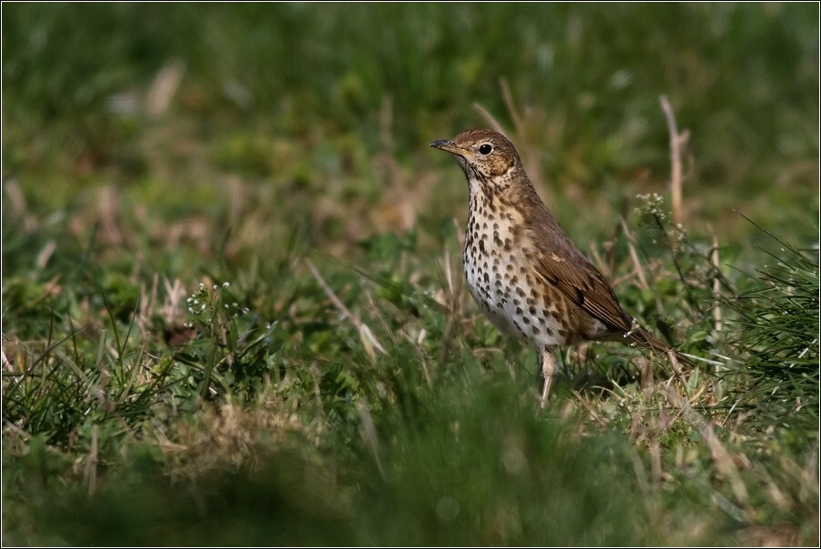 Drozd zpěvný  ( Turdus philomelos )