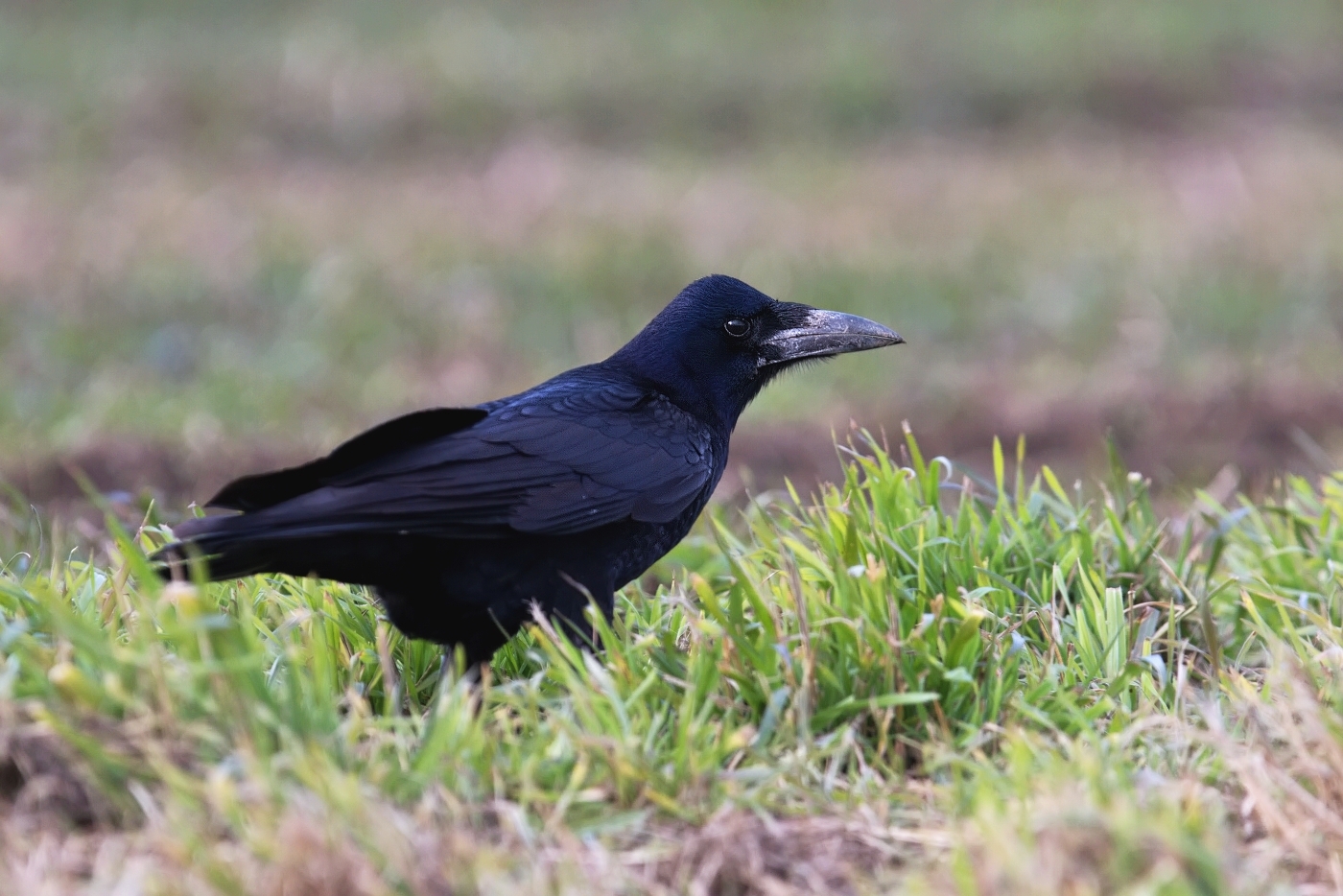 Havran polní  ( Corvus frugilegus )