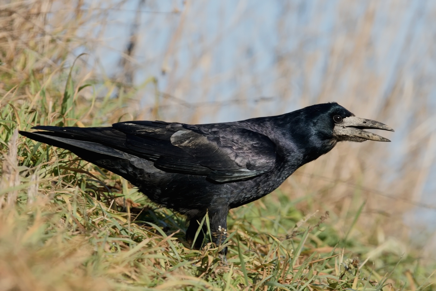 Havran polní  ( Corvus frugilegus )