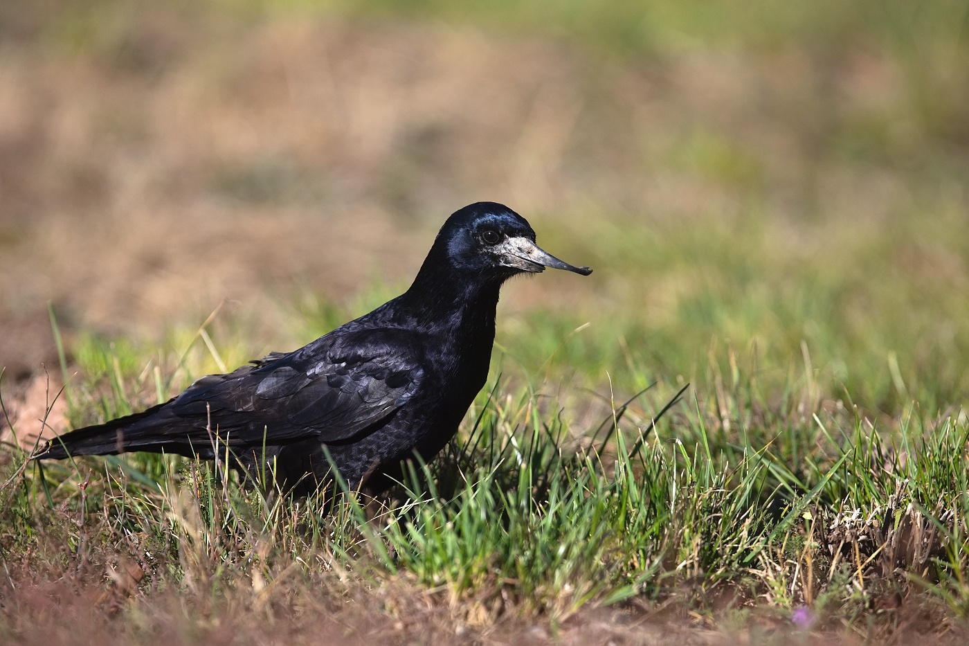 Havran polní  ( Corvus frugilegus )