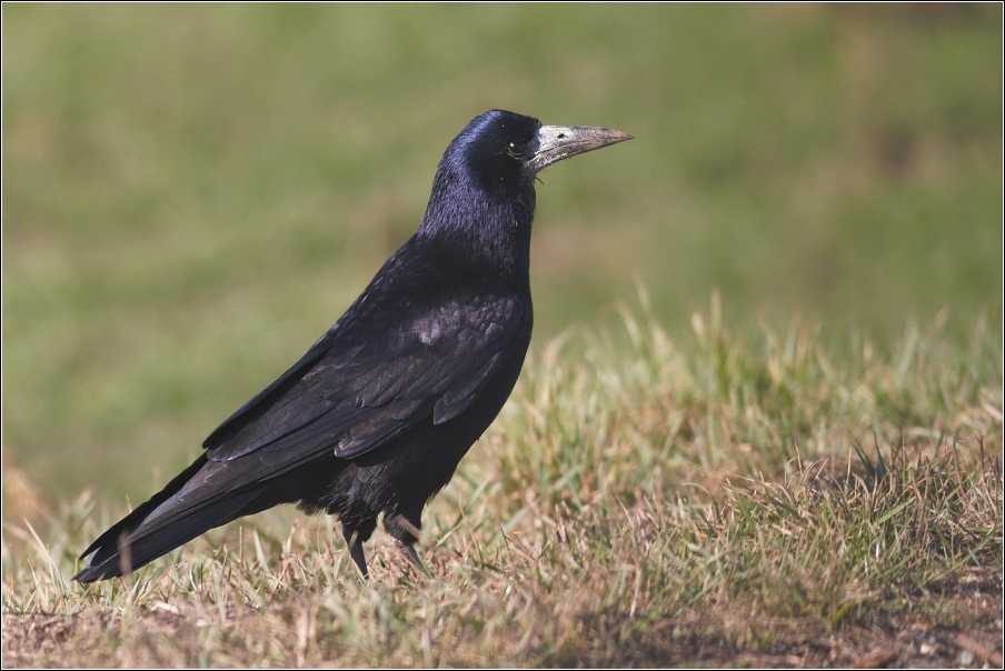 Havran polní ( Corvus  frugilegus )