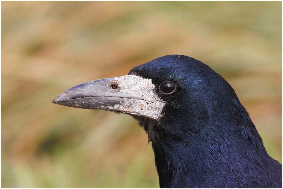 Havran polní ( Corvus  frugilegus )