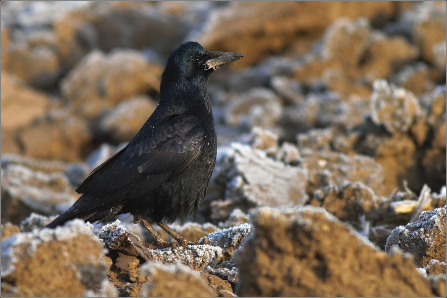 Havran polní ( Corvus  frugilegus )