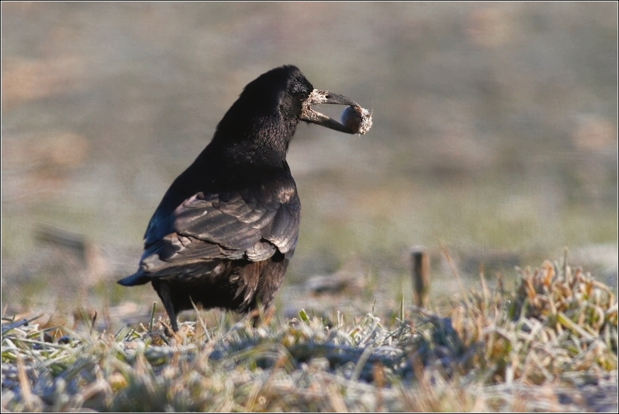 Havran polní ( Corvus  frugilegus )