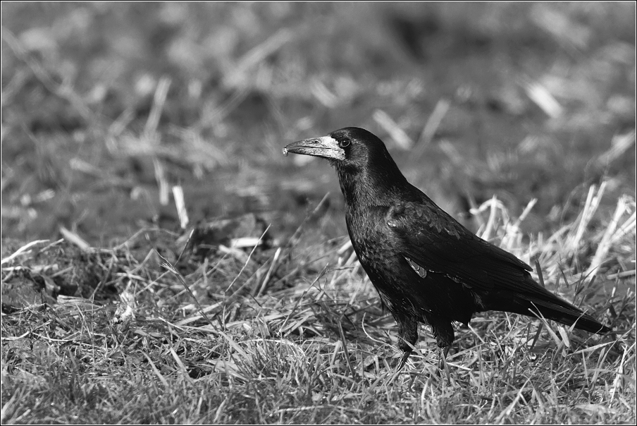 Havran polní  ( Corvus frugilegus )