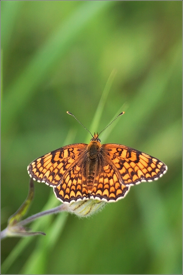 Hnědásek jitrocelový  ( Melitaeta athalia )