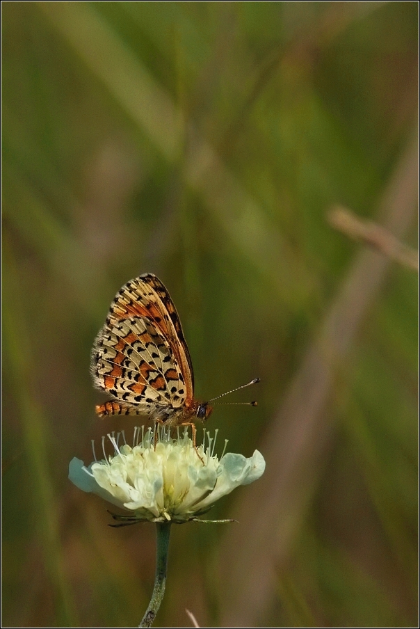 Hnědásek jižní  ( Melitaea trivia )