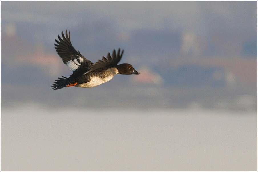 Hohol severní  ( Bucephala clangula )