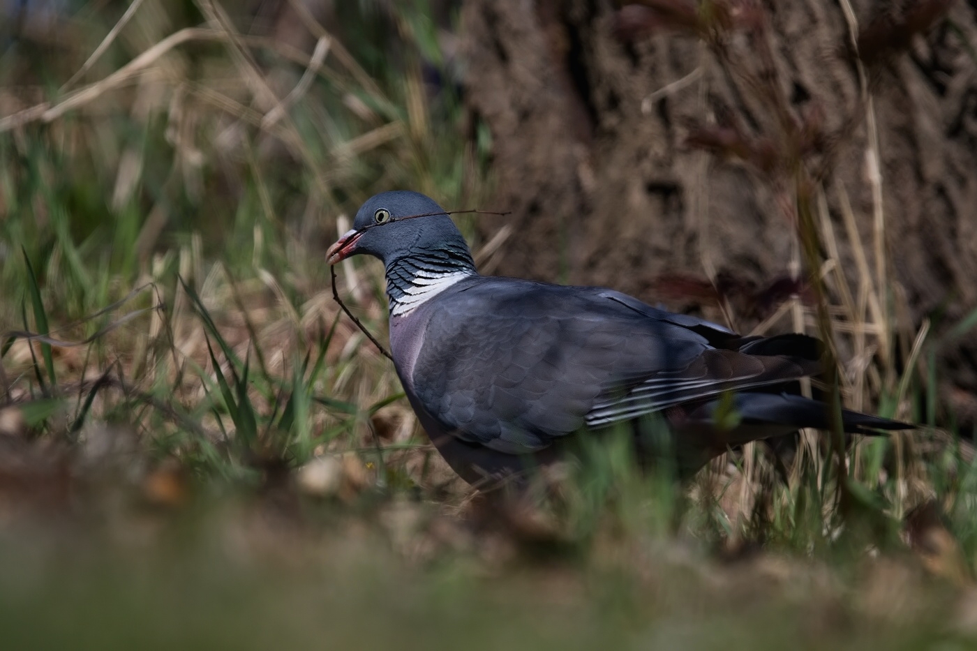 Holub hřivnáč  ( Columba palumbus )