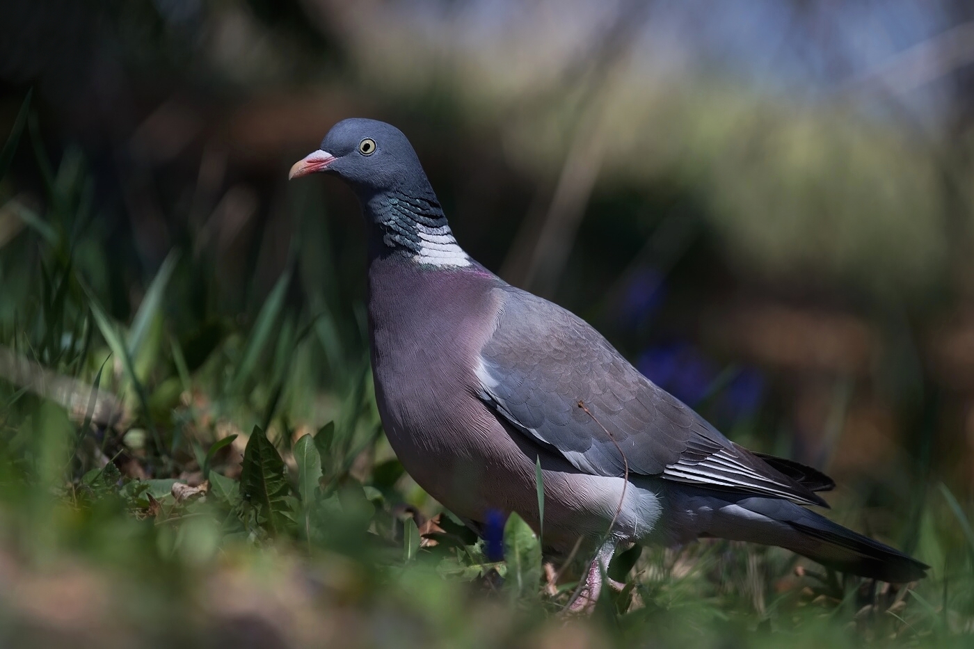 Holub hřivnáč  ( Columba palumbus )