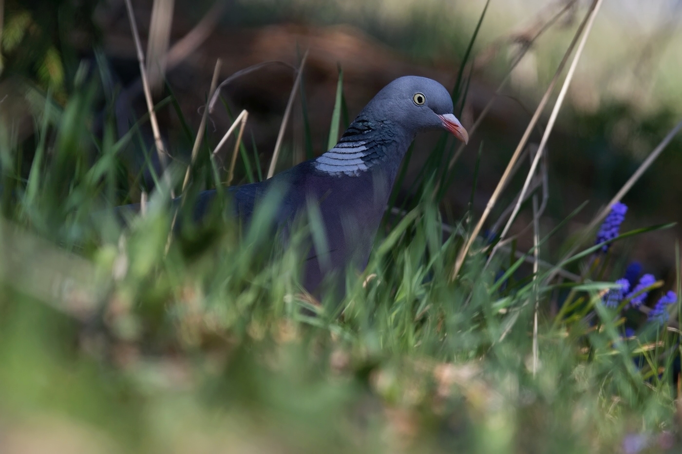 Holub hřivnáč  ( Columba palumbus )