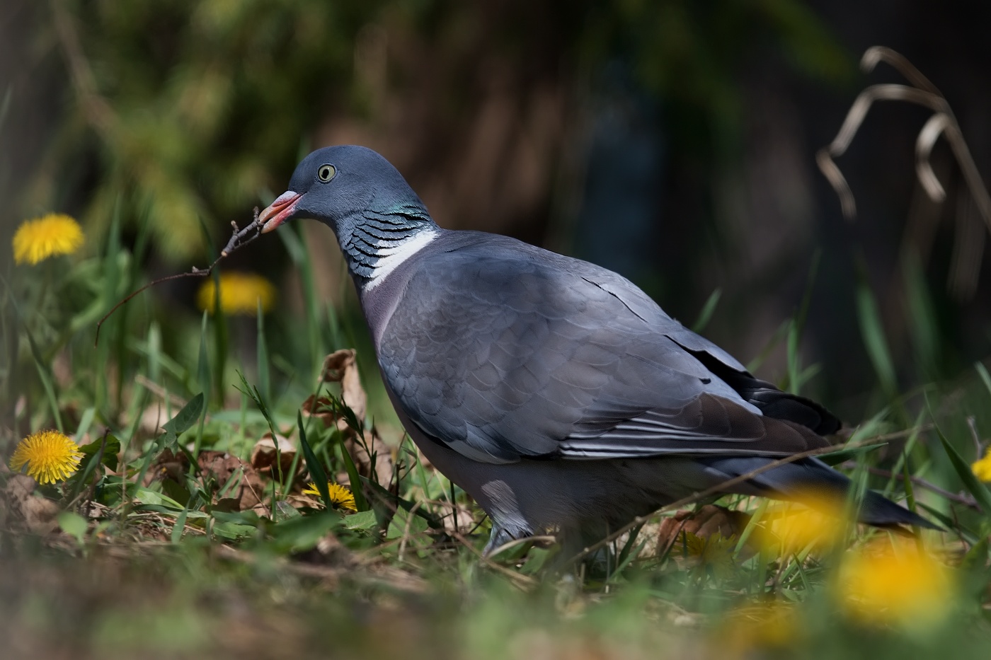 Holub hřivnáč  ( Columba palumbus )