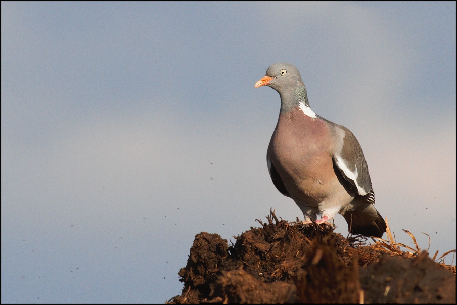 Holub hřivnáč ( Columba palumbus )