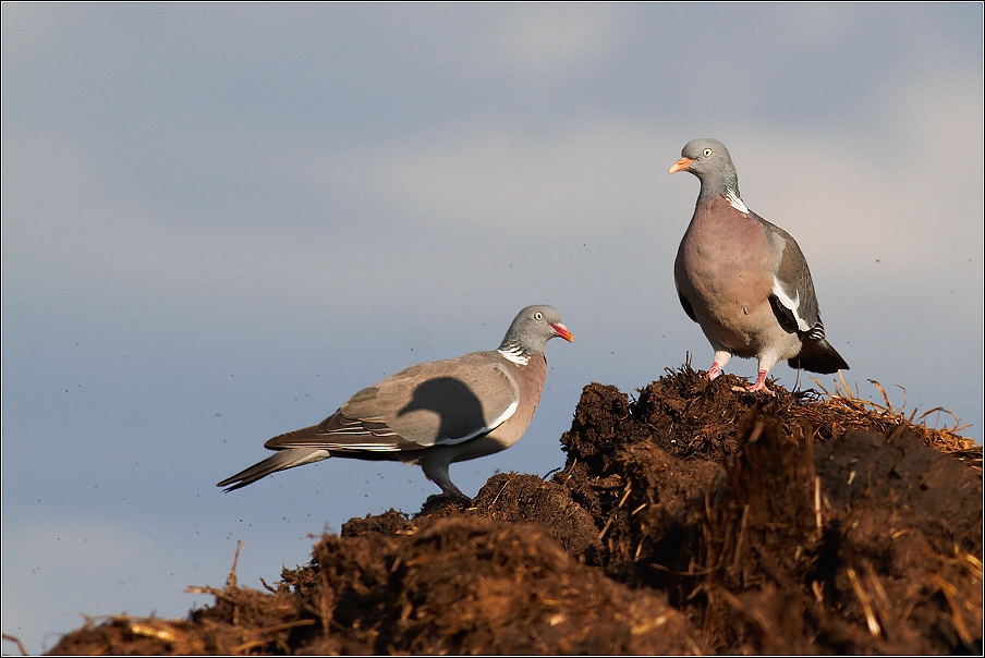 Holub hřivnáč ( Columba palumbus )